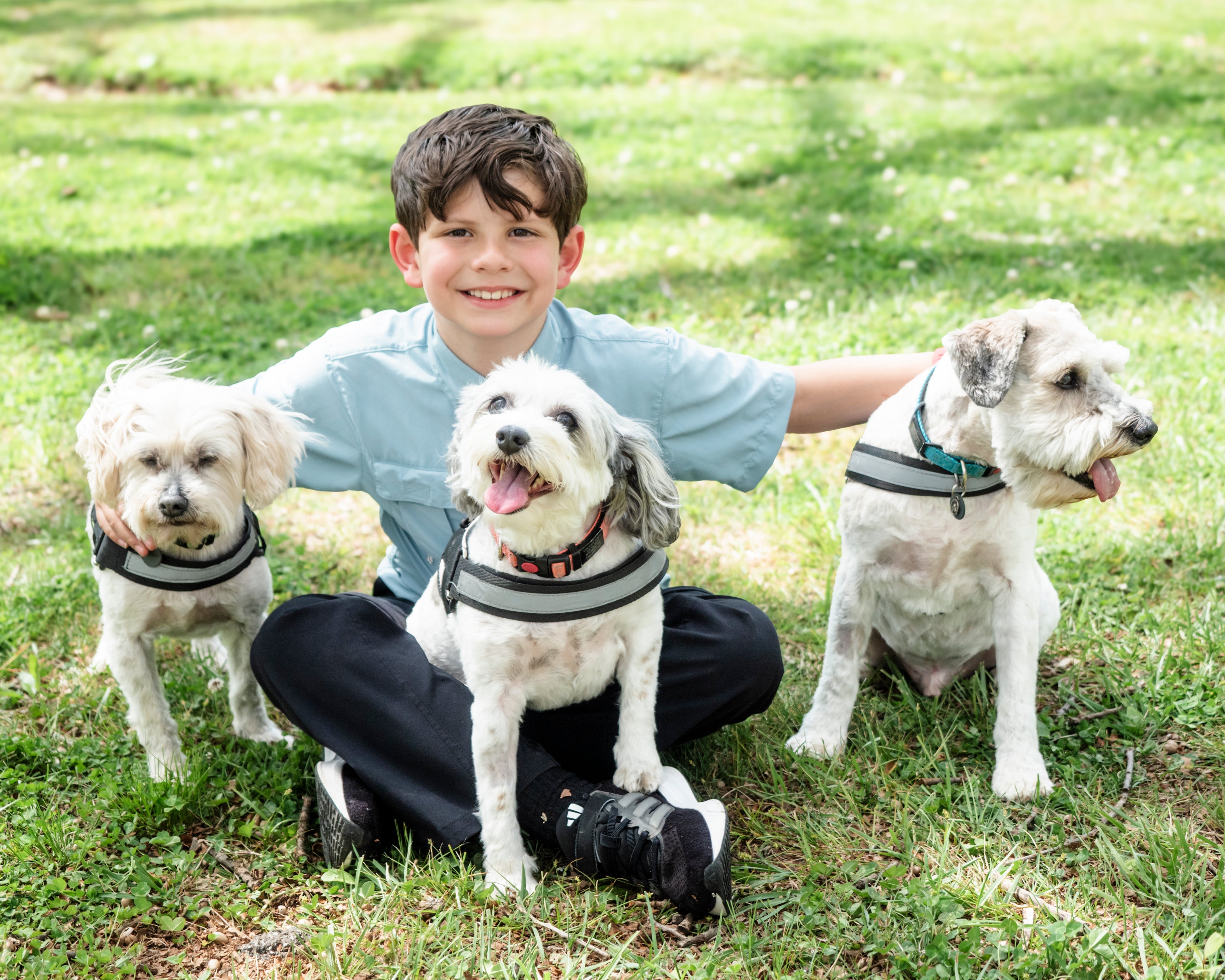 Boy sitting on grass with three dogs wearing striped harnesses