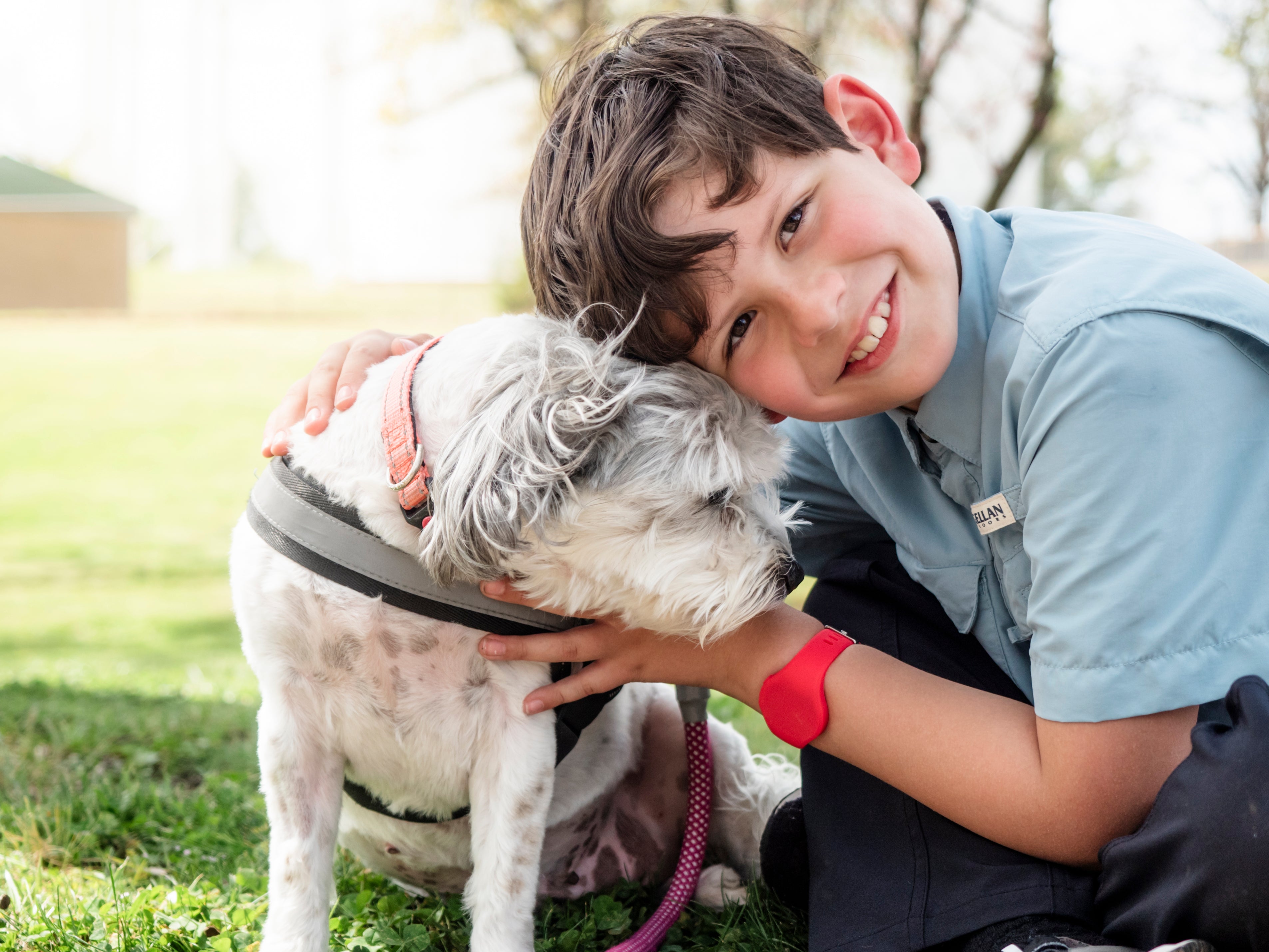 Child petting a small white dog outdoors on a grassy area