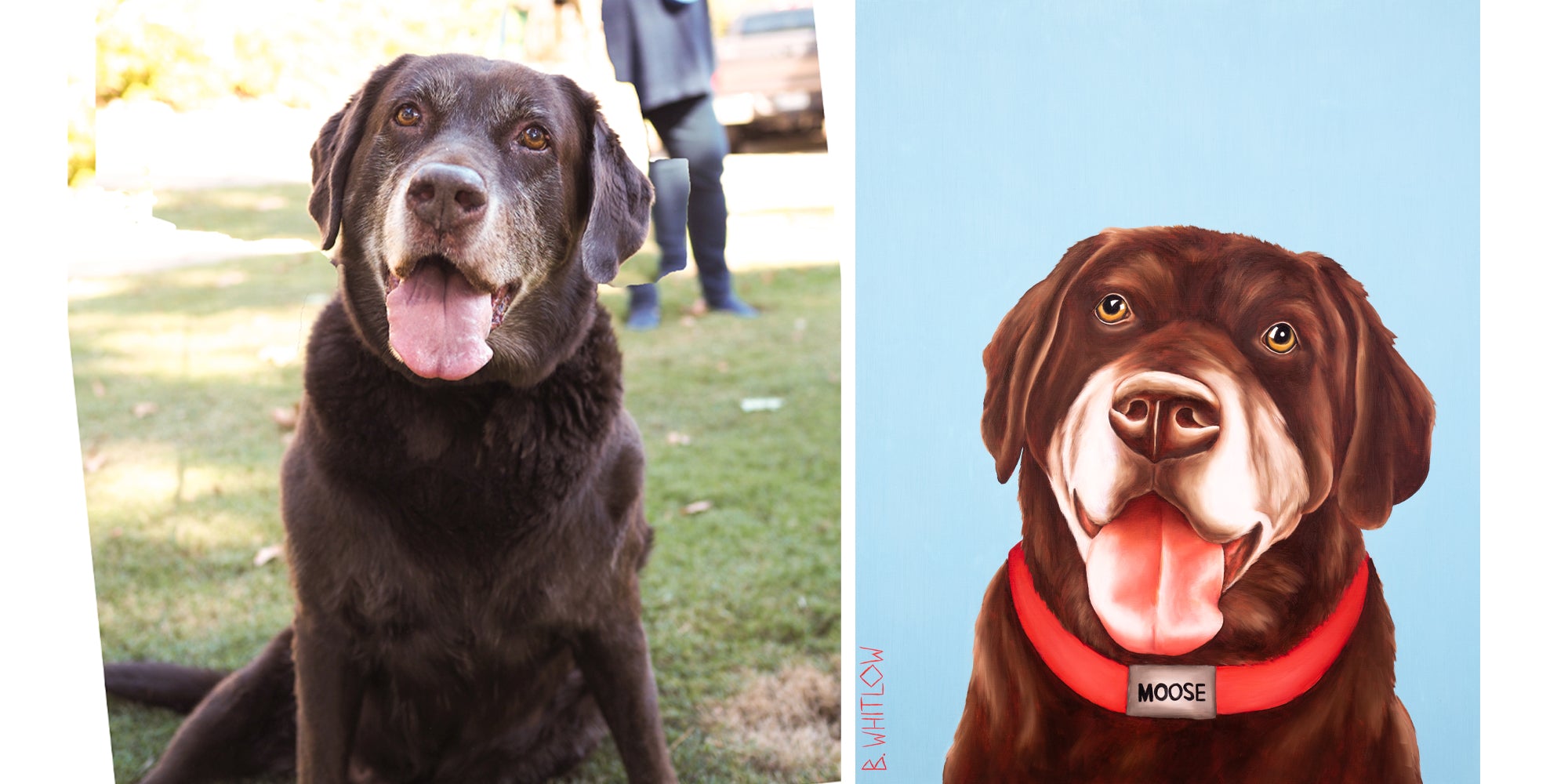 Realistic illustration of a dog with a photo of a real dog on a blue background